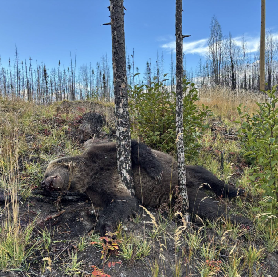 Photo Courtesy AB Fish & Wildlife
