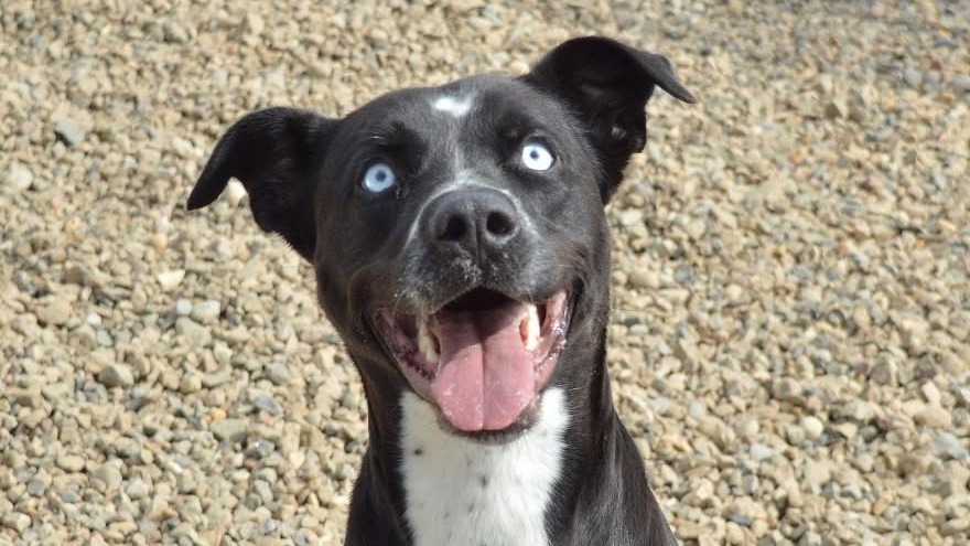 Iris is available for adoption at the Battlefords Humane Society.