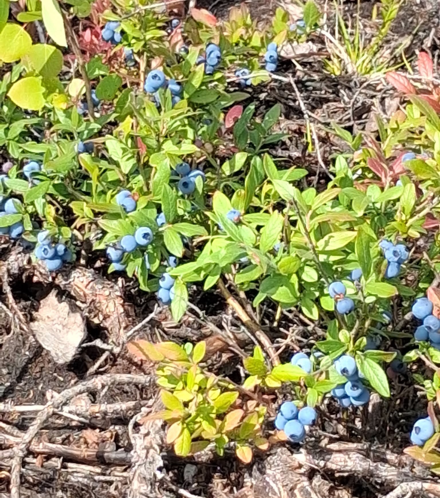 Ideal weather conditions have led to a healthy blueberry crop.