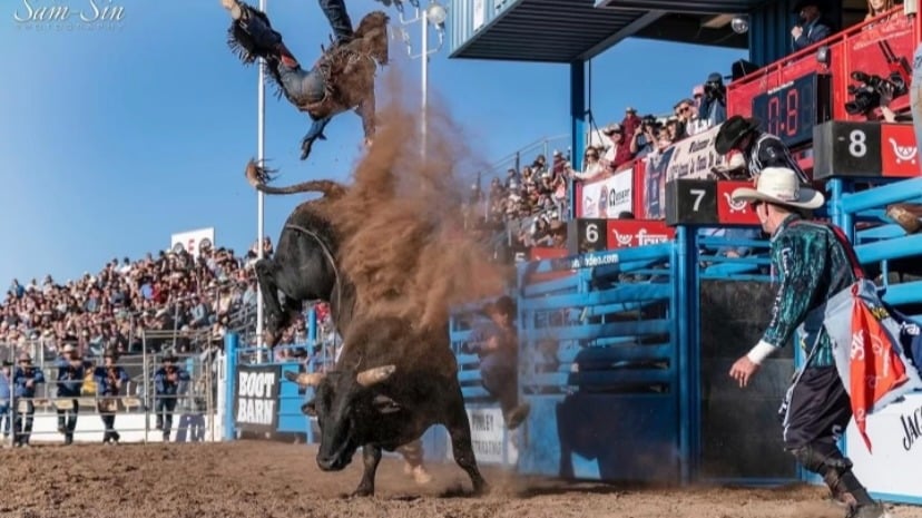 Chmelnyk's bull during a rodeo event.