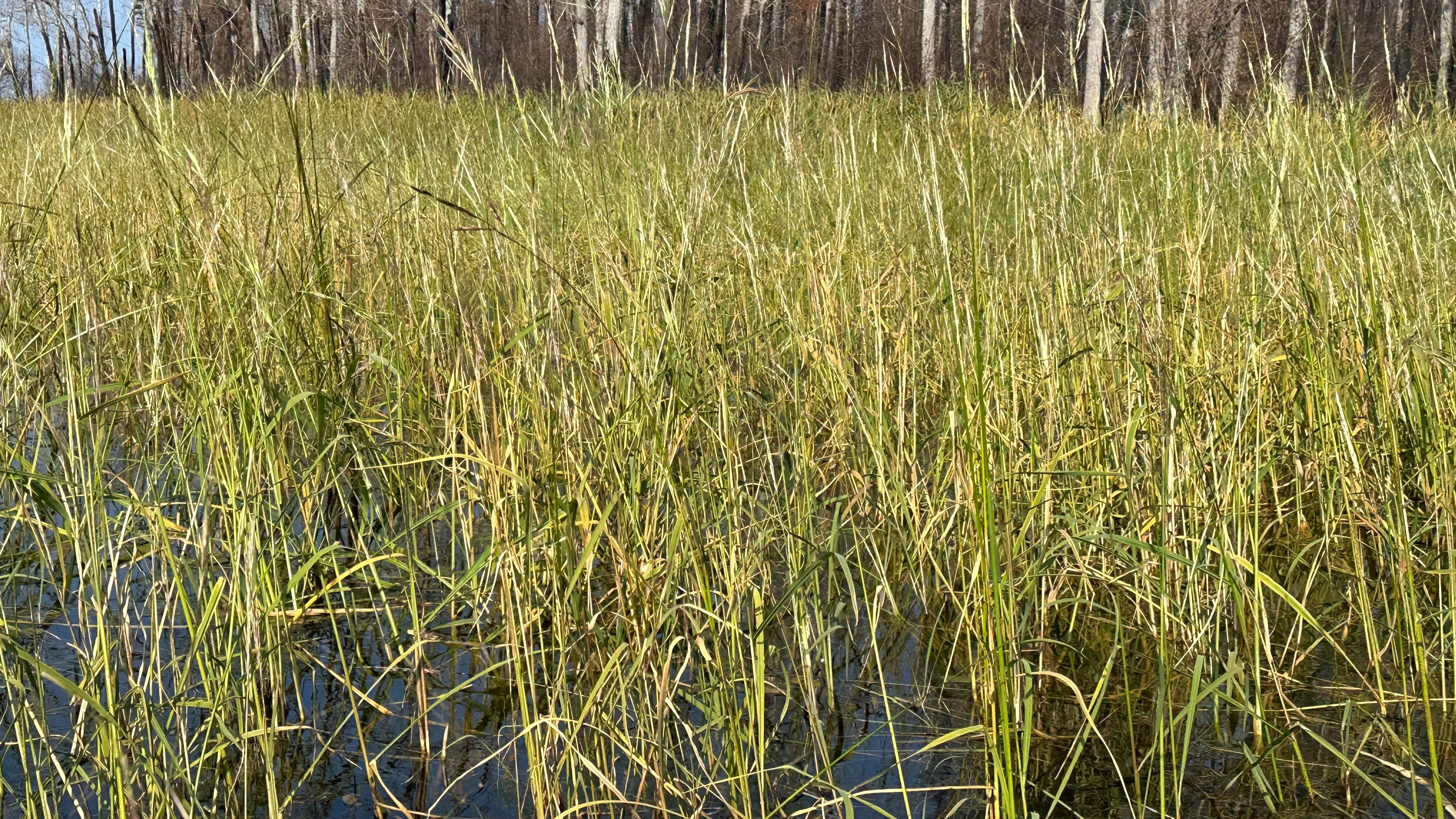 Wild rice growing at Bigstone Lake.