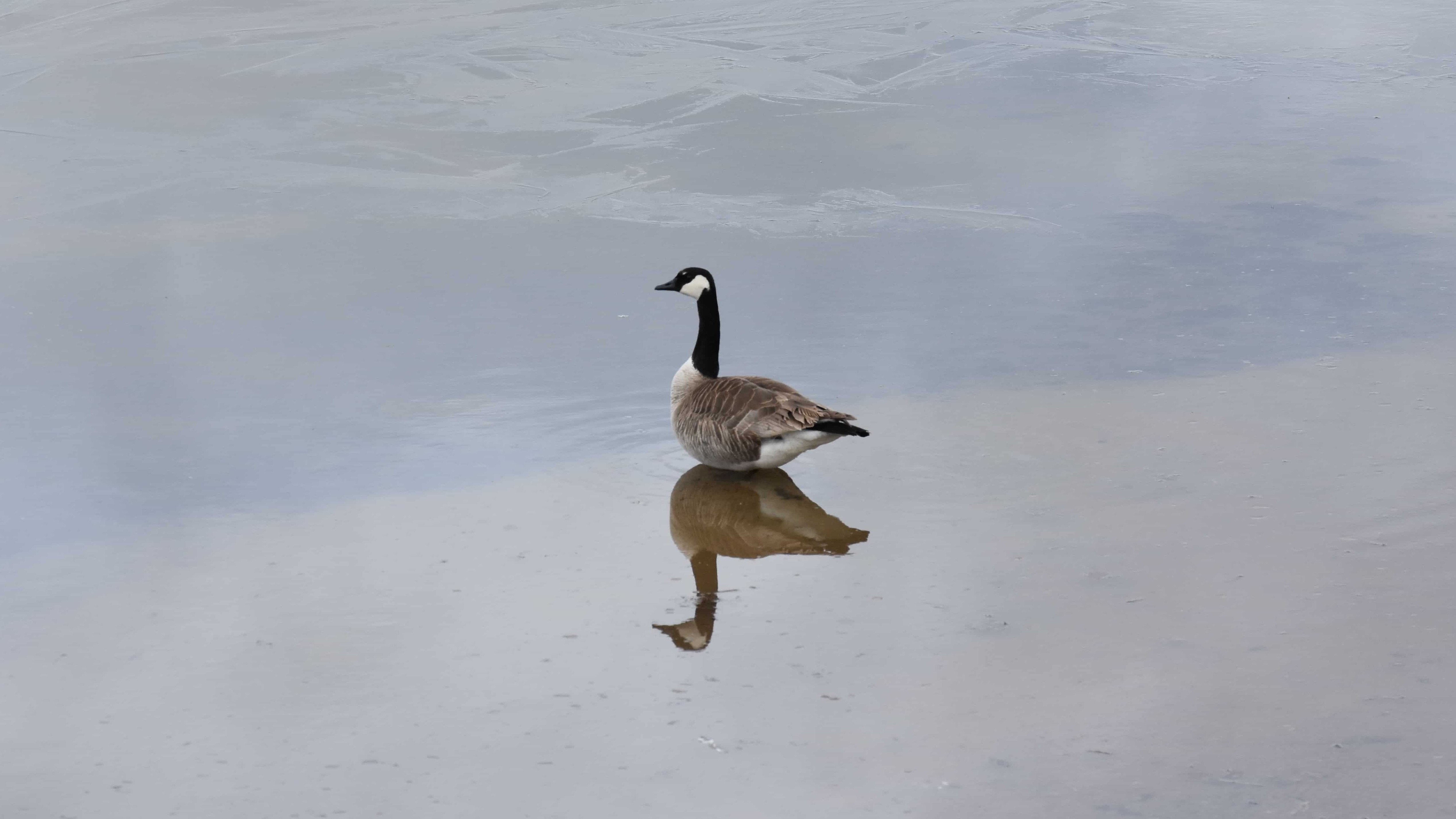 Meanwhile, a Canada goose dips his feet into the icy waters of Waskesiu Lake.
