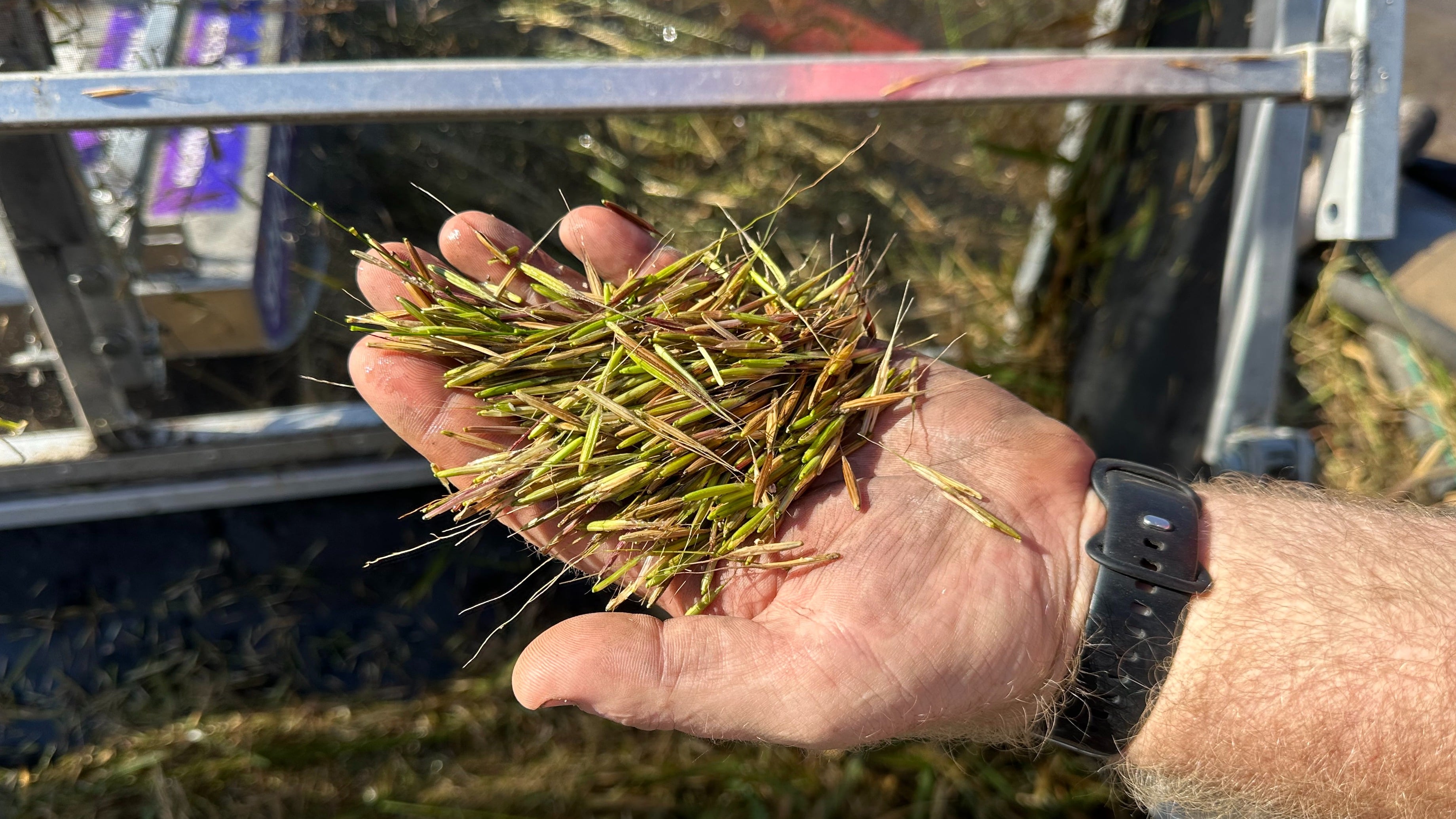 Green wild rice immediately after its been harvested.