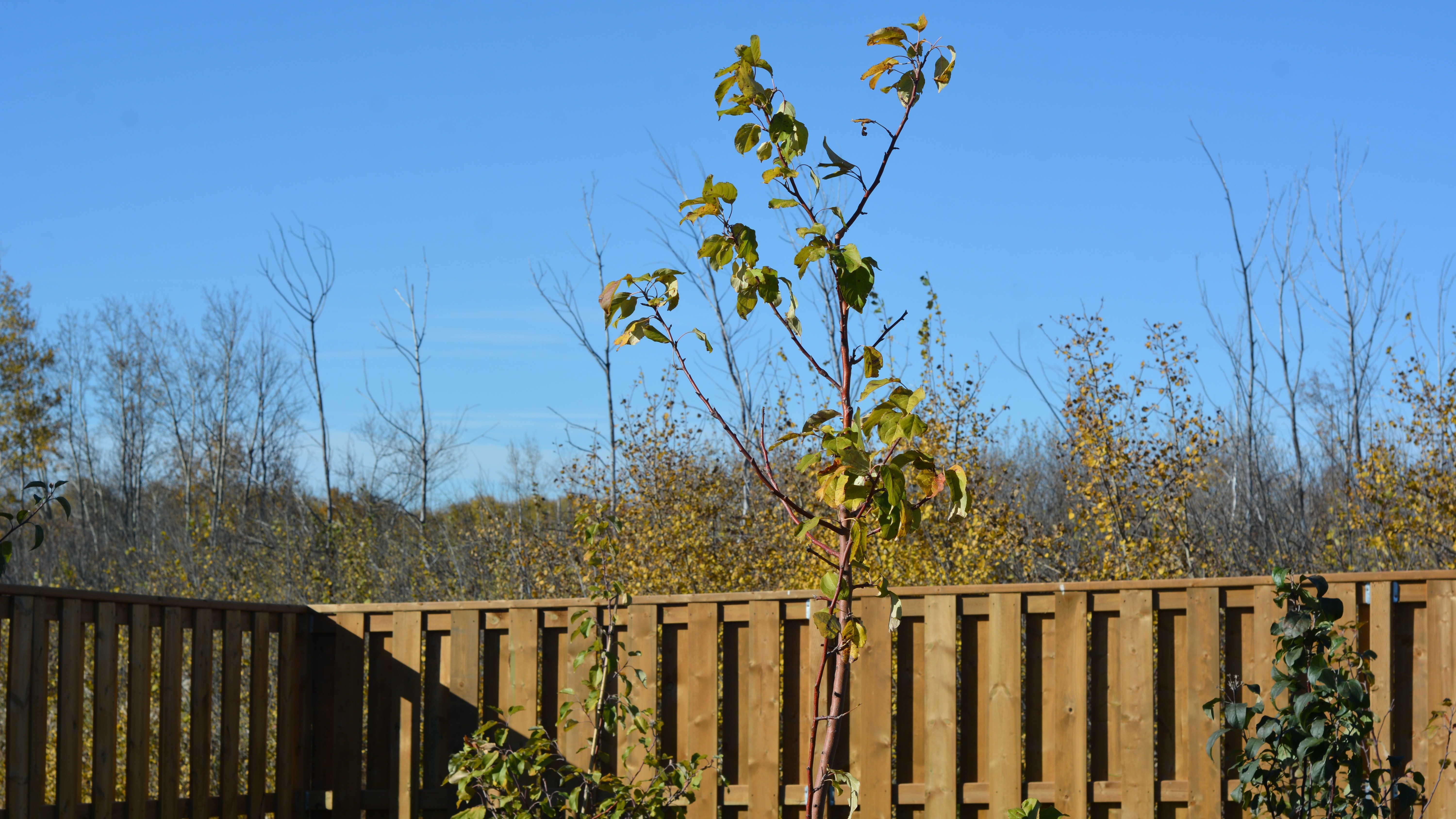 Inside Red Pheasant Cree Nation's Community Garden.