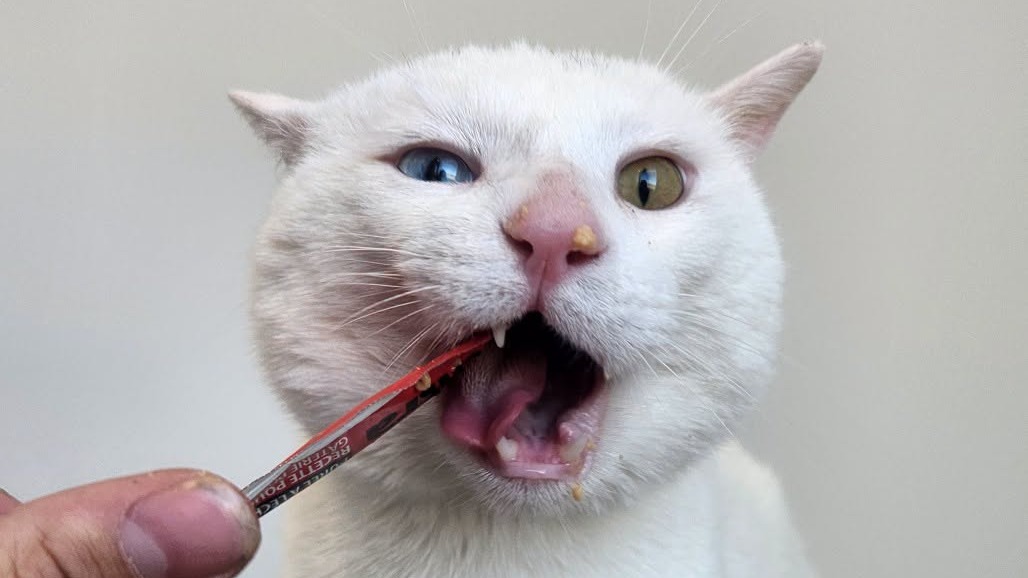 Snowball is available for adoption at the Battlefords Humane Society.