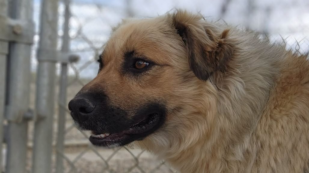 Willow is available for adoption at the Battlefords Humane Society.