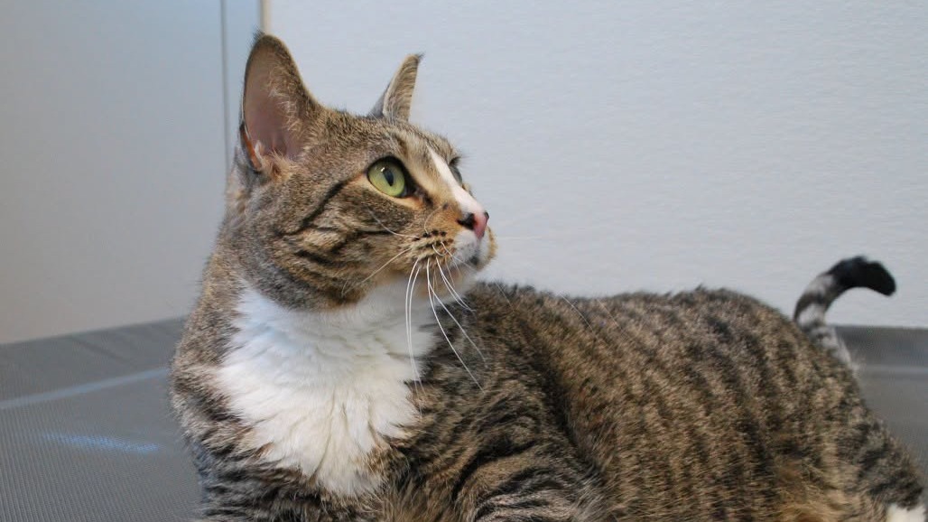 Tac is available for adoption at the Battlefords Humane Society.