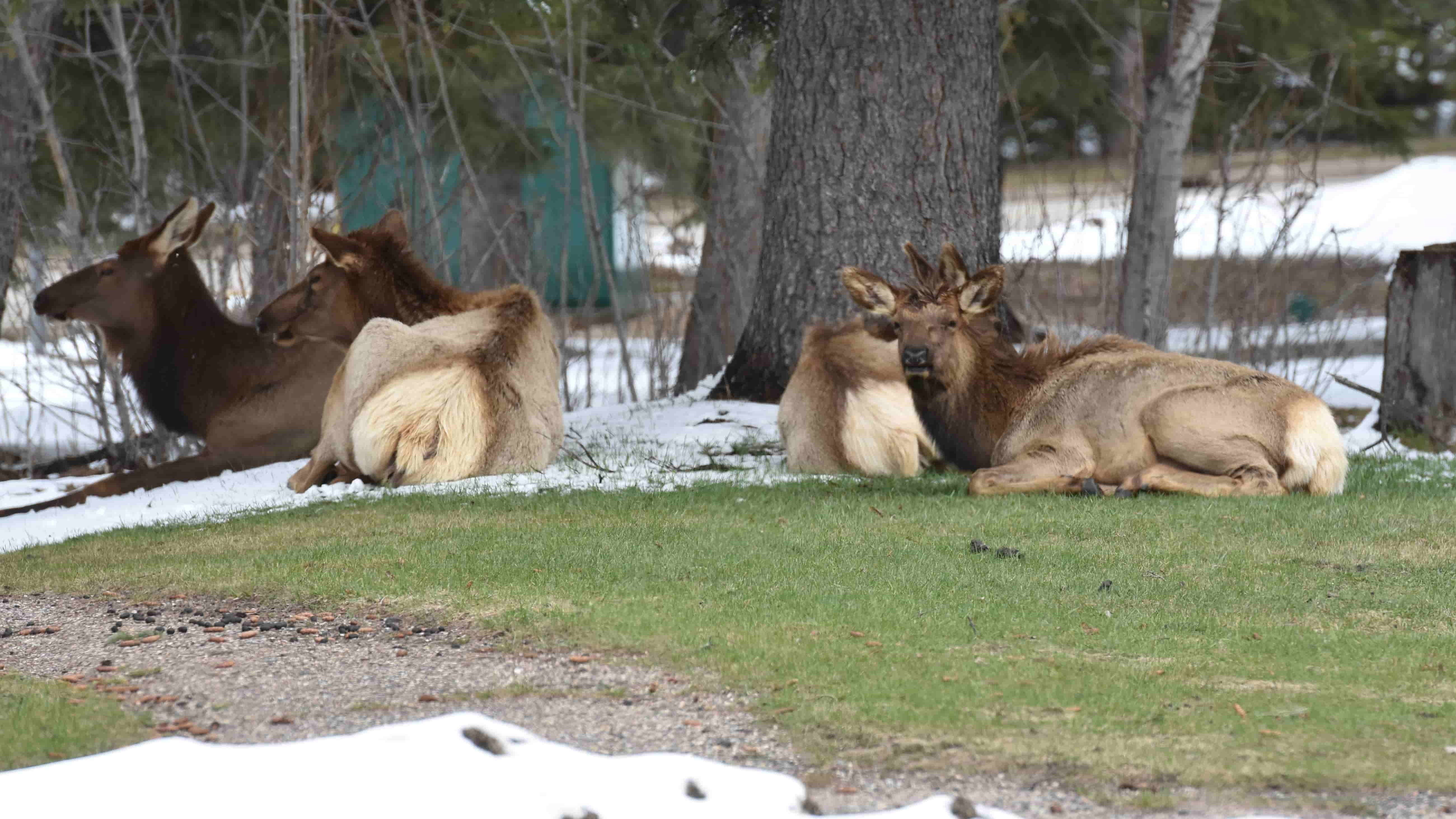 A herd of around 8-10 elk were seen hanging out near some trees next to the tennis courts.