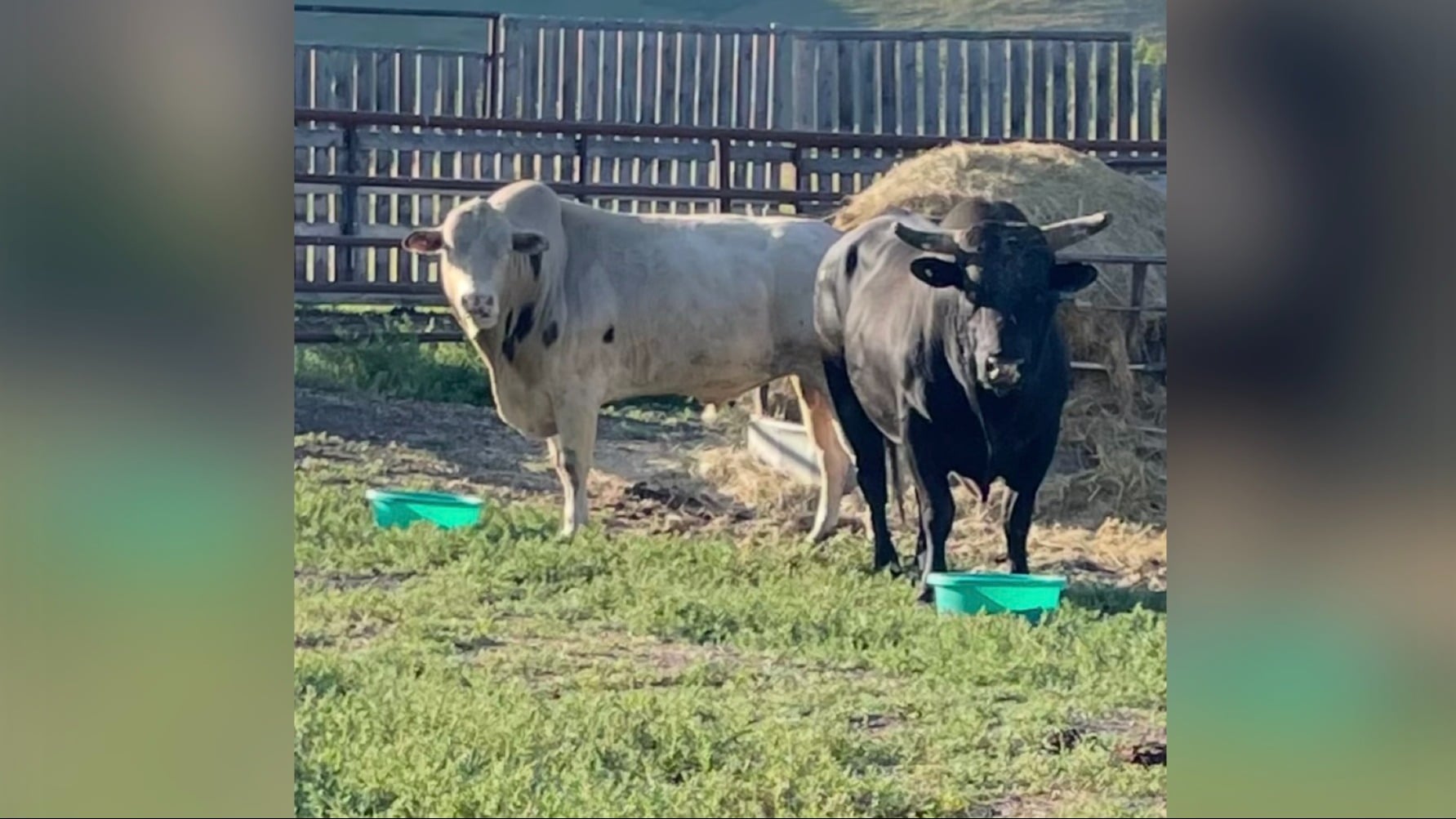 Chmelnyk's bulls in the pasture.