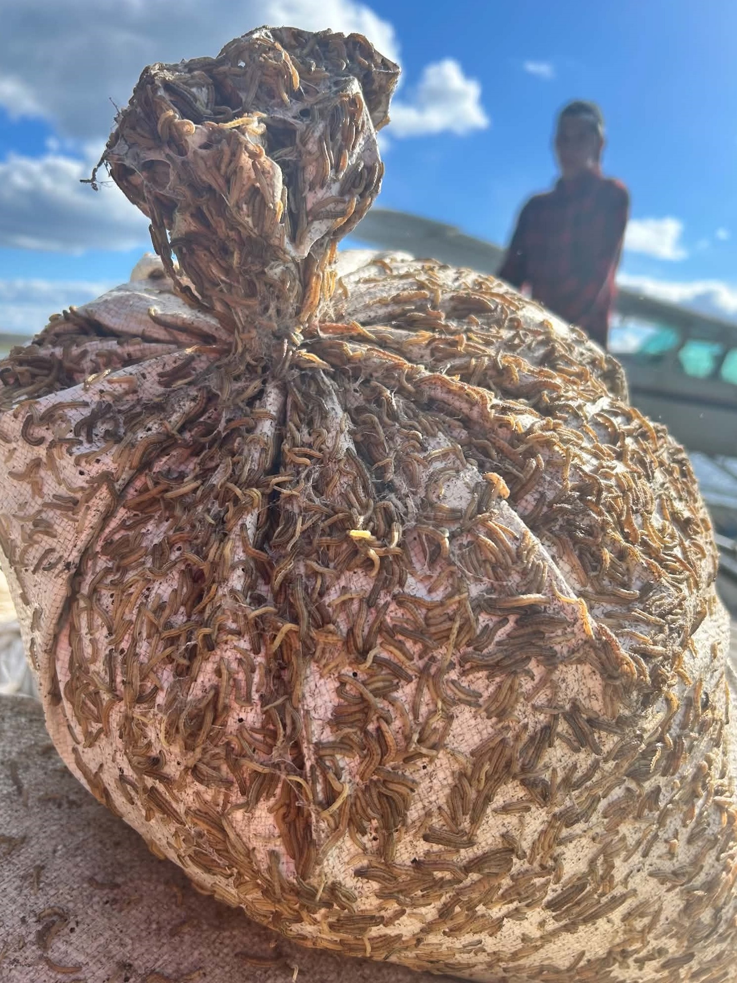 A bag of rice covered in worms from Meeyomoot Lake.