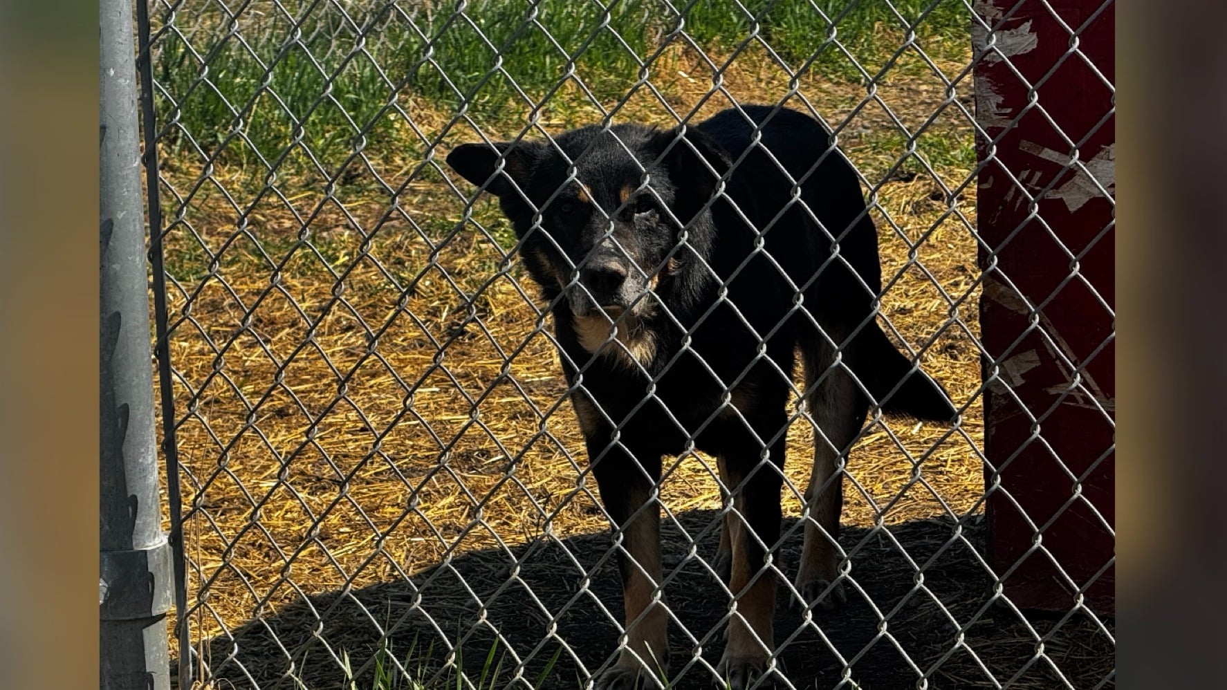 Meadow Lake Humane Society is at capacity during their busy season.