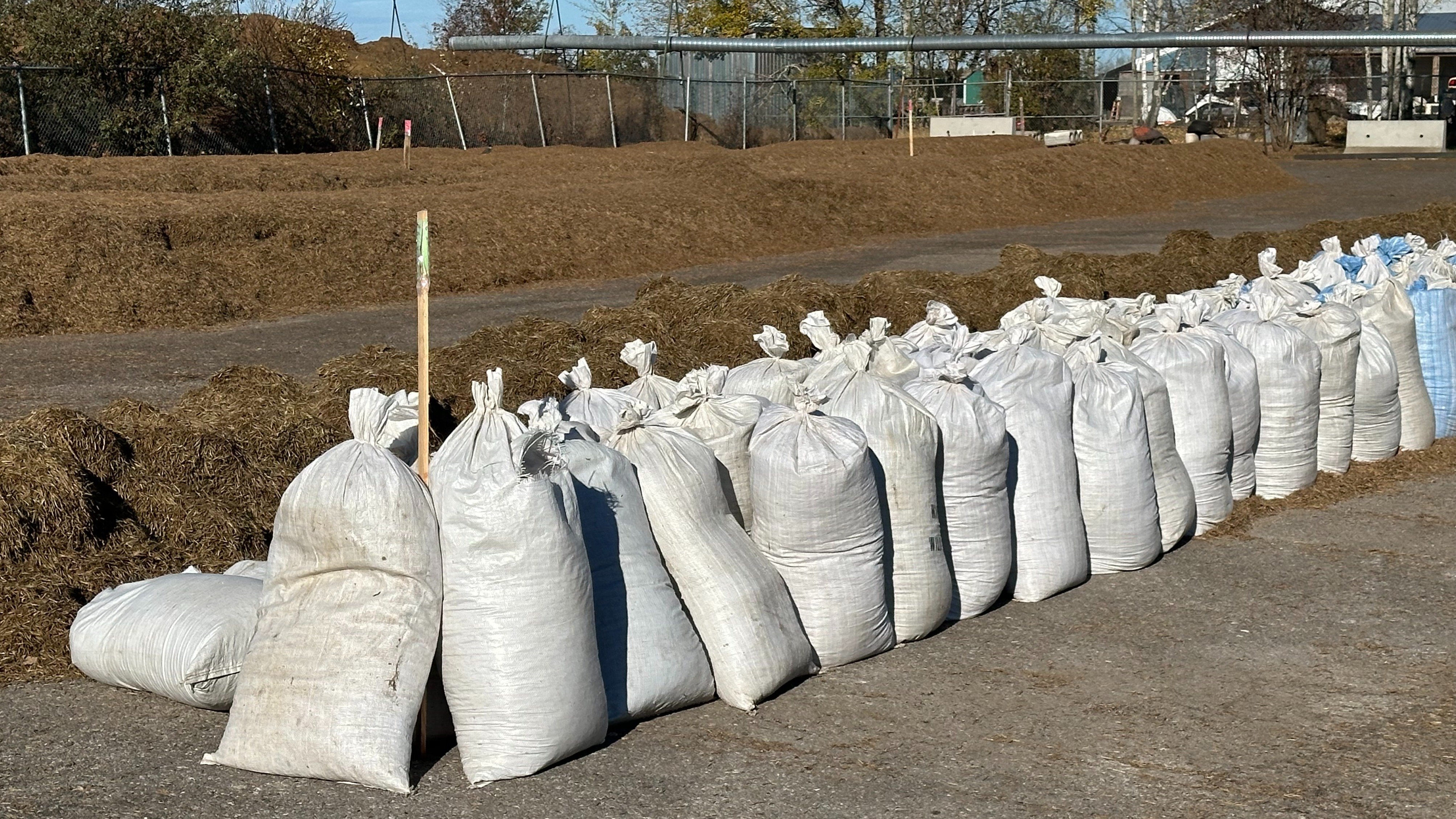 Wild rice arrives to the processing plant in bags. It is then laid out in rows, and moistened and turned often before heading into the plant. Rice can lay in the yard for a week to a month.