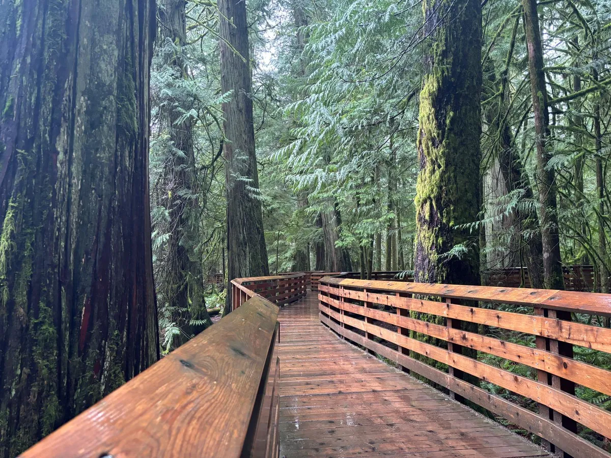 Elevated boardwalk installed in 2021 at the north end of Cathedral Grove's trail system improves accessibility and assists environmental protection/rehabilitation.